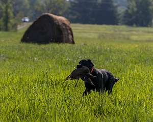Buster Lobley