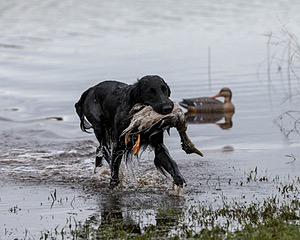 Splash Nettleton-Smilas