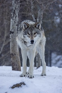 Wolf, West Yellowstone, Montana