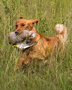 Camo Smollin