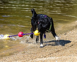 Dottie Notestine