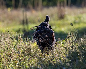 Ranger schuko