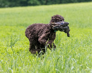 Ghillie Kezer