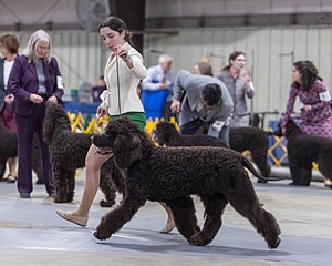 09 - GCH CH POOLE'S IDE RIPTIDE RI DS CGC (Rip)