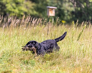 Murphy
