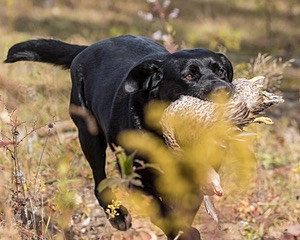 Glenforest's Pique Dame JH (Chloe)