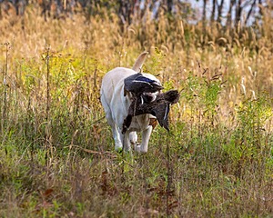 Meadowmere's Annisquam JH WC CGC (Annie)