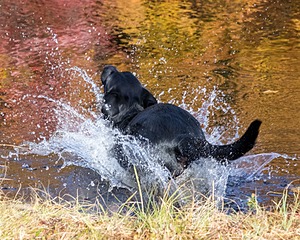 River Woodfall