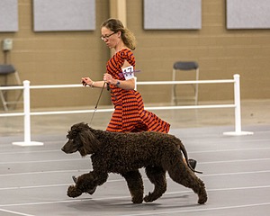 17 - Ballyhoo’s V Finnegan Mcneill BN FDC CA BCAT DS DJ CGCA TKN VHMA JH JHU WD