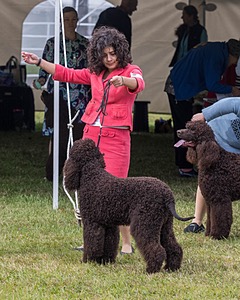 09 - GCH CH POOLE'S IDE DARK KNIGHT RN CGC TKN ATT (Oscar)