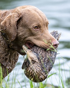 Hunter Law