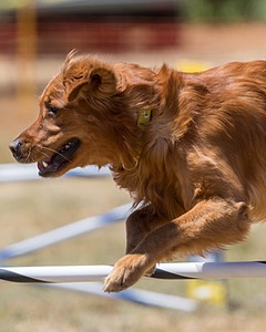20160618-CCKC-1385.jpg