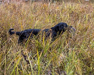 Willow Fuchs