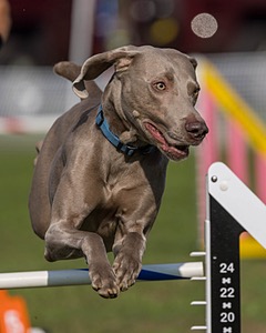 Hogan Basson