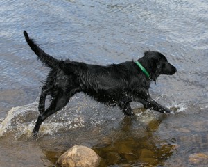 Parker