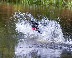 Baxter Morrow