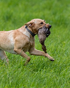 20170603-SHRL-1082.jpg