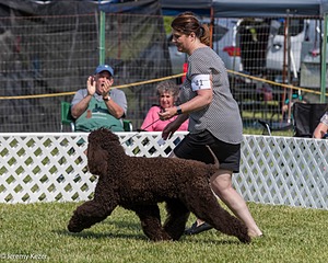 41 - GCH CH Brekkon's First Mark BN RN CGC TKN