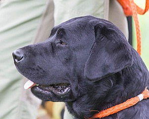 Scout O'Neil