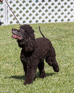 58 - GCH CH Flintcrest Firing Cupid's Arrow