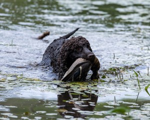 Ghillie Kezer