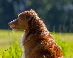 Noble Kurth