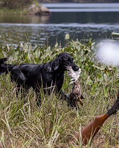 Ziva