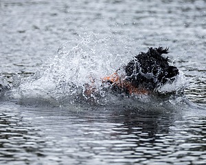 Liza Brogan