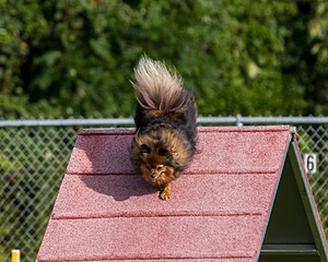 Kerfluffle Sikalas