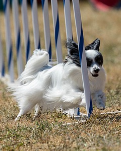 20160618-CCKC-2013.jpg