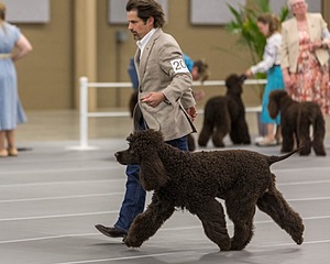 201 - CH Realta & Sycomore O’Boy
