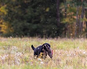 Henry Carroll