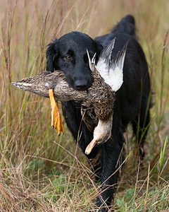 Onyx