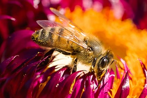 Bee, Massachusetts
