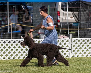 43 - GCH CH Chantico's Shelter From The Storm CD RA MX AXJ MXP2 MJP2 MJPB XF DS (Reef)