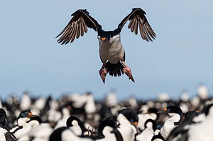 Imperial Shag, Bleaker Island, The Falklands