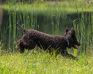 Ghillie Kezer