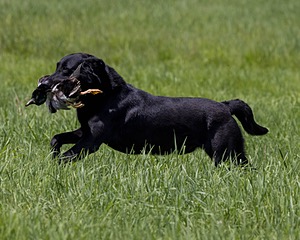 Cane Robichaud