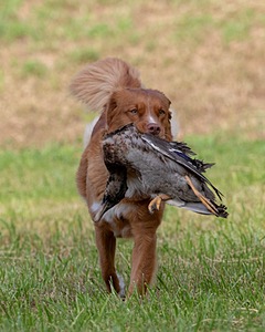Ganser Baillargeon
