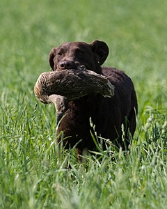 Kuma Zajchowski