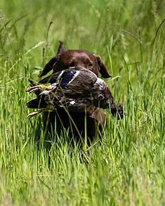 20170604-SEAL-1017.jpg