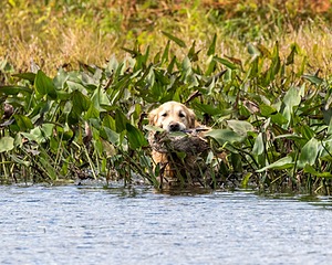 Ghillie Deresienska
