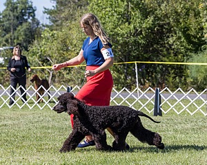 24 - POOLE'S IDE MODERN LOVE CGC (Remi)
