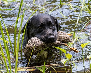 Scout