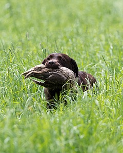 20160604-SEAL-1201.jpg