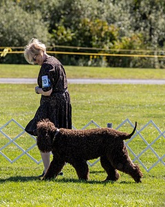 GCH CH CASTLEHILL'S RAMBLIN' RAFAEL O'CRISPIN BN (Rafi)