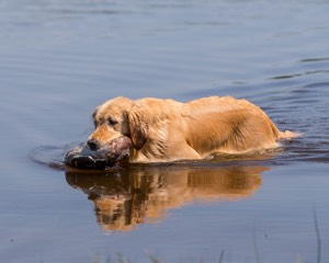 Allee Worrest