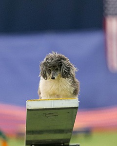 20150321-LEAP-1792.jpg