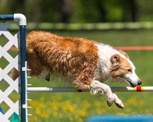 20170520-NEAT-0939.jpg