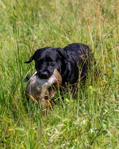 Scout